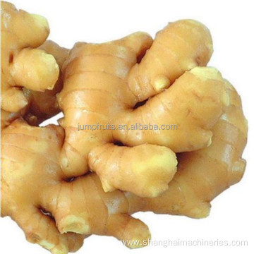 Ginger juice extractor machine